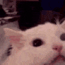 mega cat scream Slack emoji
