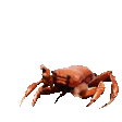 crabrave Slack emoji