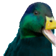 rare duck Slack emoji