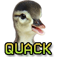 quack Slack emoji