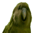rare parrot Slack emoji