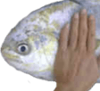 fish pat Slack emoji