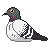 homing pigeon Slack emoji