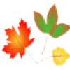 autumn leaves Slack emoji