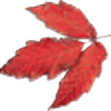 autumn leaf Slack emoji