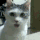 omg cat Slack emoji