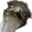 emu wat Slack emoji