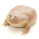 wednesdayfrog Slack emoji