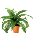 fern Slack emoji