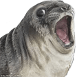 o seal Slack emoji