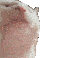catbop Slack emoji
