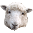 lamb Slack emoji