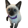 kitten Slack emoji