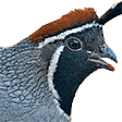 quail Slack emoji