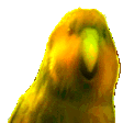rarest parrot Slack emoji