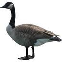 goose Slack emoji