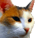 deal with it cat Slack emoji