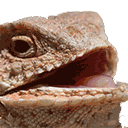 hhhehehe Slack emoji