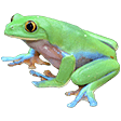 frog Slack emoji