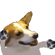 corgi dance Slack emoji