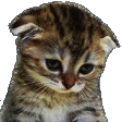 kitty crying Slack emoji