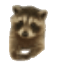polite raccoon Slack emoji