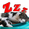 zzz cat Slack emoji