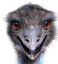 emu Slack emoji