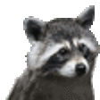 rare raccoon Slack emoji