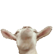 laser goat Slack emoji