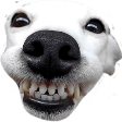 dog smile Slack emoji
