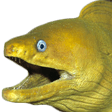 eel Slack emoji