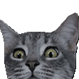 laser cat Slack emoji