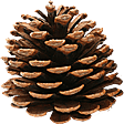 pinecone Slack emoji