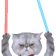 jedi cat Slack emoji