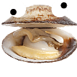 clam Slack emoji