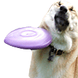 frisbee dog Slack emoji