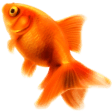 goldfish Slack emoji