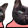 cat conga Slack emoji