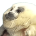 floofy seal Slack emoji