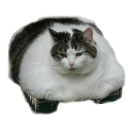 cat tank Slack emoji