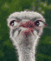 waiting ostrich Slack emoji