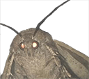 moth Slack emoji