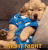 night night Slack emoji