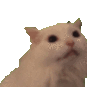 cat confused wide eyes Slack emoji