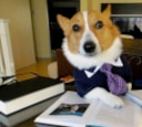 lawyer dog Slack emoji