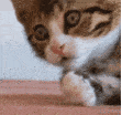 surprise cat Slack emoji