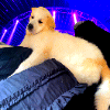 party dog Slack emoji