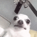dog confused Slack emoji