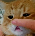 cat puppy face touch Slack emoji